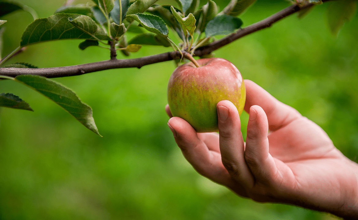 The Low-Hanging Fruit: Simple Classroom Activities That Actually Challenge Gifted Students